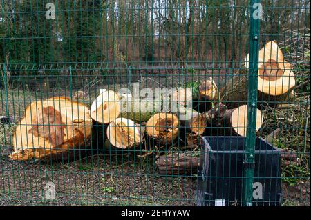 Aylesbury, Buckinghamshire, Großbritannien. 20th. Februar 2021. HS2 Ltd haben diese Woche ein Waldgebiet in Aylesbury übernommen und in den wunderschönen Spinney-Wäldern spät in der Nacht und bis in die frühen Morgenstunden riesige, reife Bäume gefällt. HS2 waren nicht in der Lage, eine Kopie der Natural England Lizenz, die sie haben müssen, damit diese Arbeit stattfinden, wie Fledermauswurzeln werden geglaubt, um in den Wäldern vorhanden sein. HS2 Sicherheitskräfte bewachen den Wald 24/7 und benutzen auch bösartige Hunde, um ihr nahegelegenes Gelände zu bewachen. Die Hochgeschwindigkeitsstrecke 2 von London nach Birmingham ist eine riesige Narbe Stockfoto