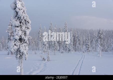 Verschneite Bäume und fiel in Lappland, Finnland Stockfoto