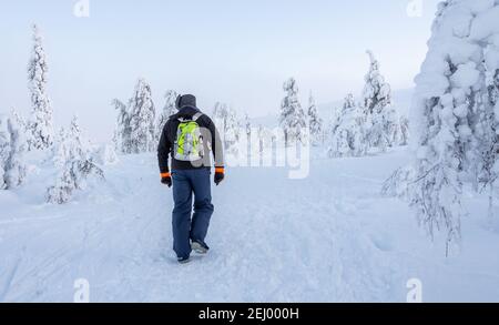 Ein Wanderer, der durch den verschneiten Wald im finnischen Lappland geht Stockfoto