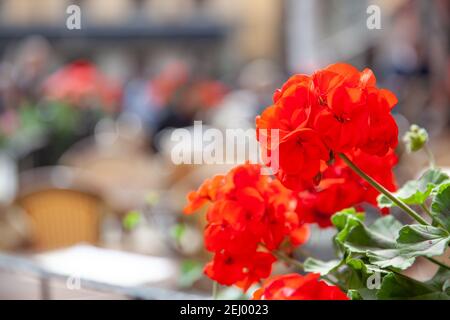 Rote Geranienblumen aus der Nähe und Open-Air-Café auf dem Stortorget Platz in Stockholm aus der Nähe in der backgraund, Schweden. Urbane Szene. Flacher Freiheitsgrad! Stockfoto