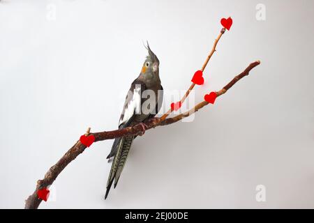 Grauer Papageienschakabel auf einem Ast mit Herzen auf weißem Hintergrund. Für Text platzieren. Valentinstagskonzept. Stockfoto