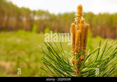 Ein grüner natürlicher Hintergrund mit Nahaufnahme eines Astes der Kiefernblüte am Wald an sonnigen Tag. Junge Kiefernknospen. Blühende Zweige der Schotten p Stockfoto