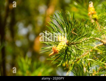 Ein grüner natürlicher Hintergrund mit Nahaufnahme eines Astes der Kiefernblüte am Wald an sonnigen Tag. Junge Kiefernknospen. Blühende Zweige der Schotten p Stockfoto