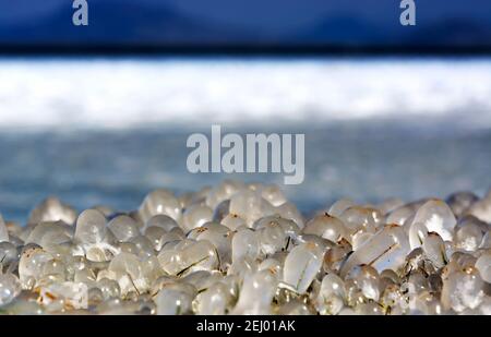 Plattensee in witer Zeit, Ungarn Stockfoto