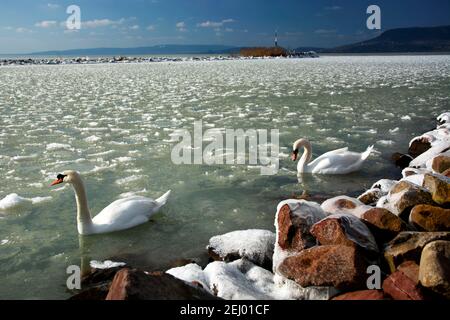 Plattensee in witer Zeit, Ungarn Stockfoto