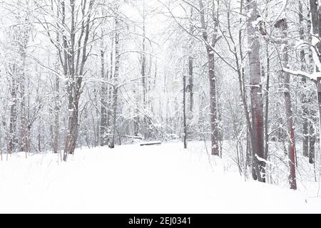 Winterwald, Landschaft. Bäume im Schnee. Schneebedeckter Winter. Hochwertige Fotos Stockfoto