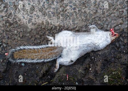 Aylesbury, Buckinghamshire, Großbritannien. 20th. Februar 2021. Ein totes Eichhörnchen auf der Straße in der Nähe eines HS2-Gelände. Die Zahl der HS2 LKW von Vertragnehmern auf den Straßen steigt enorm an, und Wildtiere sind dem Tod ausgesetzt. Stop HS2 Aktivisten haben ein neues Lager in den Wäldern in der Nähe aufgebaut, um HS2 daran zu hindern, die Bäume zu Fällen. Die Zahl der Demonstranten wächst von Tag zu Tag, da die Menschen sehen, wie zerstörerisch die Hochgeschwindigkeitsbahn von London nach Birmingham für die Umwelt ist. Quelle: Maureen McLean/Alamy Live News Stockfoto