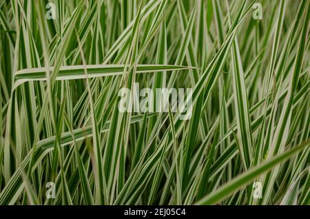 Chlorophytum comosum, Spider Plant, viele gestapelte Blätter sind schöne grüne Büsche als Hintergrund. Stockfoto