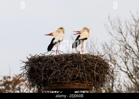 Dülmen, NRW, Deutschland, 20th. Februar 2021. Zwei amoröse Weißstörche, die in der europäischen Folklore oft mit "Babies bringen" assoziiert werden, beugen ihre Köpfe nach hinten und klatschen laut auf ihre Rechnungen, ein umwerfendes Ritual. Erste Anzeichen des Frühlings kommen, da ein Paar Weißstörche (Ciconia ciconia) diese Woche von der Überwinterung in Afrika zurückgekehrt sind, um Nester zu finden und sich zu paaren. Die Zugvögel sind monogam und kehren oft viele Jahre lang zum gleichen Brutplatz zurück wie ein Paar. Dieses Paar wurde beringt, um ihre jährliche Migration zu verfolgen. Stockfoto