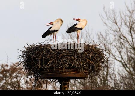 Dülmen, NRW, Deutschland, 20th. Februar 2021. Zwei amoröse Weißstörche, die in der europäischen Folklore oft mit "Babies bringen" assoziiert werden, beugen ihre Köpfe nach hinten und klatschen laut auf ihre Rechnungen, ein umwerfendes Ritual. Erste Anzeichen des Frühlings kommen, da ein Paar Weißstörche (Ciconia ciconia) diese Woche von der Überwinterung in Afrika zurückgekehrt sind, um Nester zu finden und sich zu paaren. Die Zugvögel sind monogam und kehren oft viele Jahre lang zum gleichen Brutplatz zurück wie ein Paar. Dieses Paar wurde beringt, um ihre jährliche Migration zu verfolgen. Stockfoto