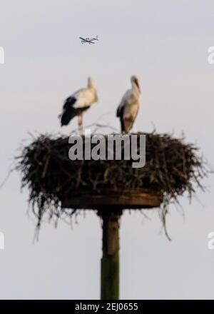 Dülmen, NRW, Deutschland, 20th. Februar 2021. Ein kleines Flugzeug fliegt an den beiden Weißstörchen in ihrem Nest vorbei. Erste Anzeichen des Frühlings kommen, da ein Paar Weißstörche (Ciconia ciconia) diese Woche von der Überwinterung in Afrika zurückgekehrt sind, um Nester zu finden und sich zu paaren. Die Zugvögel sind monogam und kehren oft viele Jahre lang zum gleichen Brutplatz zurück wie ein Paar. Dieses Paar wurde beringt, um ihre jährliche Migration zu verfolgen. Stockfoto