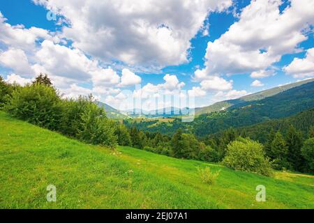 Sommerlandschaft in den karpaten. Schöne Naturlandschaft mit Bäumen auf der Wiese. Flauschige Wolken am hellblauen Himmel. Wunderbare tr Stockfoto
