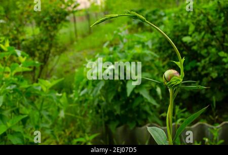 Pfingstrose Knospen mit rosa Blume Hintergrund Stockfoto