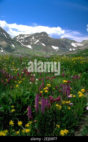 Wilde Blumen, Crested Butte, Colorado Stockfoto