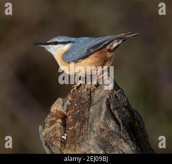 Nuthatch auf einem Baumstumpf Stockfoto