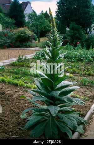 Gemeine Mullein (Verbascum thapsus) Stockfoto