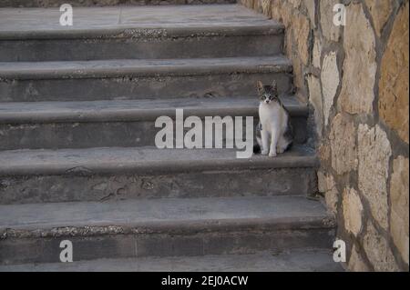 Streunende Katzen auf Treppen in der Straße verschiedene Katzen Stockfoto