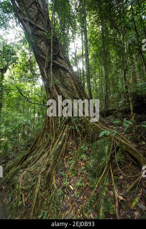 Reben um einen Baum im Springbrook National Park, Queensland, Australien. Stockfoto