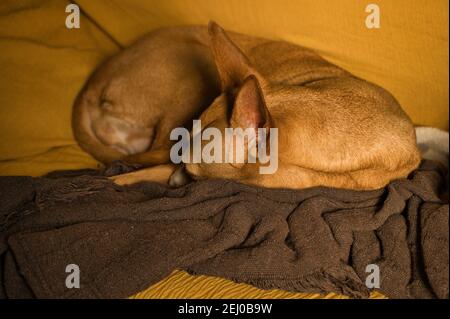 Schöner Jagdhund mit braunen Haaren, Hundehalsband. Schlafen ein Nickerchen auf dem Sofa. Hund schläft Stockfoto
