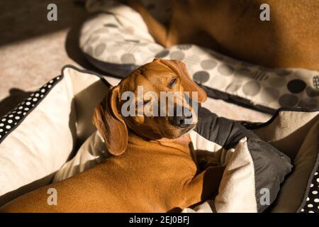 Schöner reinrassiger Dackel-Hund, auch Teckel, Wiener Hund oder Wursthund genannt, auf einem Hundebett, der auf die Kamera schaut. Hund Stockfoto