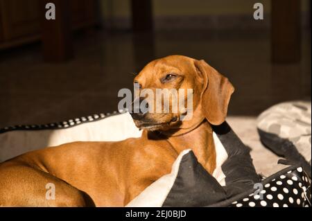 Schöner reinrassiger Dackel-Hund, auch Teckel, Wiener Hund oder Wursthund genannt, auf einem Hundebett, der auf die Kamera schaut. Hund Stockfoto