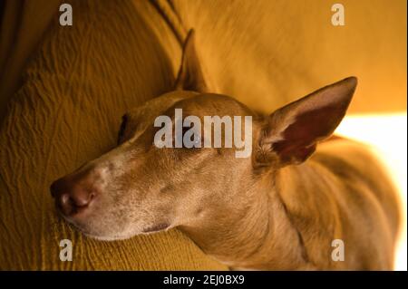 Schöner Jagdhund mit braunem Haar, Hundehalsband. Auf der Couch, Hund Stockfoto