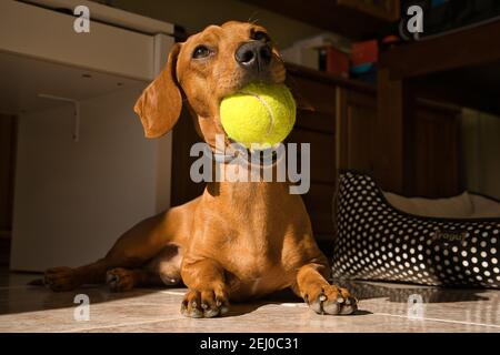 Schöne reinrassige Dackel Hund, auch als Dackel, Wiener Hund, oder Wursthund, spielt mit einem gelben Tennisball. Hund spielt Stockfoto