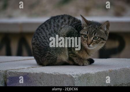 Streunende Katzen auf der Straße Blick auf die Kamera, verschiedene Katzen Stockfoto