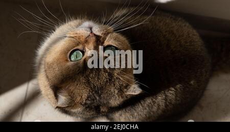 goldene schottische Faltenkatze mit grünen Augen Stockfoto