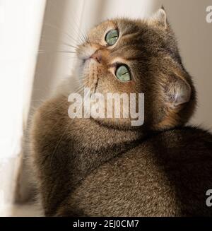 goldene schottische Faltenkatze mit grünen Augen Stockfoto