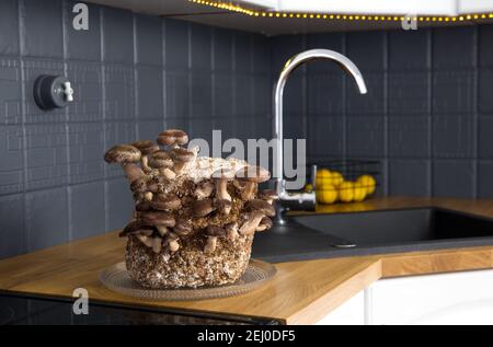 Shiitake Pilze, Lentinula edodes Anbaukit in der Wohnküche Zähler durch Waschbecken, Fungikultur. Spaß Hobby Anbau von Lebensmitteln in zu Hause. Stockfoto