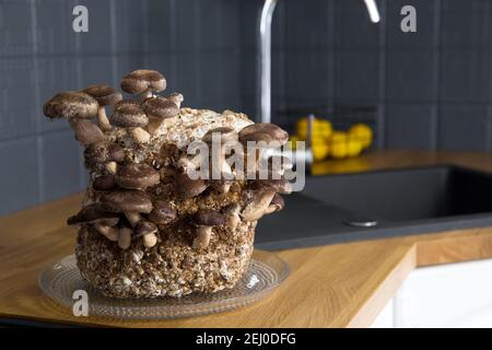 Shiitake Pilze, Lentinula edodes Anbaukit in der Wohnküche Zähler durch Waschbecken, Fungikultur. Spaß Hobby Anbau von Lebensmitteln in zu Hause. Stockfoto