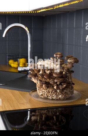 Shiitake Pilze, Lentinula edodes Anbaukit in der Wohnküche Zähler durch Waschbecken, Fungikultur. Spaß Hobby Anbau von Lebensmitteln in zu Hause. Stockfoto