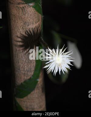 Der seltene Amazonas-Kaktus, der Moonflower genannt wird, blüht im Botanischen Garten der Universität Cambridge, weil Botaniker glauben, dass er das erste Mal in Großbritannien ist. Experten hielten die ganze Woche über eine Nachtwache, damit sie die Blüte von Selenicereus wittii nicht vermissten - ein Ereignis, das bei Sonnenuntergang beginnt und durch Sonnenaufgang vorbei ist. Die Mondblume blühte tatsächlich früher am Samstagnachmittag um etwa 3pm, und der Garten sagte, es sei 28cm lang. Bilddatum: Samstag, 20. Februar 2021. Stockfoto