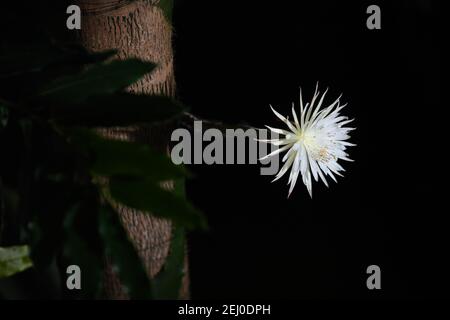 Der seltene Amazonas-Kaktus, der Moonflower genannt wird, blüht im Botanischen Garten der Universität Cambridge, weil Botaniker glauben, dass er das erste Mal in Großbritannien ist. Experten hielten die ganze Woche über eine Nachtwache, damit sie die Blüte von Selenicereus wittii nicht vermissten - ein Ereignis, das bei Sonnenuntergang beginnt und durch Sonnenaufgang vorbei ist. Die Mondblume blühte tatsächlich früher am Samstagnachmittag um etwa 3pm, und der Garten sagte, es sei 28cm lang. Bilddatum: Samstag, 20. Februar 2021. Stockfoto