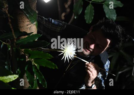Glashaus Supervisor Alex Summers seltenen Amazonas Kaktus genannt Moonflower im Botanischen Garten der Universität Cambridge, wie es blüht für das, was Botaniker glauben, ist das erste Mal in Großbritannien. Experten hielten die ganze Woche über eine Nachtwache, damit sie die Blüte von Selenicereus wittii nicht vermissten - ein Ereignis, das bei Sonnenuntergang beginnt und durch Sonnenaufgang vorbei ist. Die Mondblume blühte tatsächlich früher am Samstagnachmittag um etwa 3pm, und der Garten sagte, es sei 28cm lang. Bilddatum: Samstag, 20. Februar 2021. Stockfoto