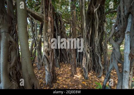 Lord Howe Island Banyan (Ficus macrophylla subsp columnaris), Royal Botanic Garden, Sydney, New South Wales, Australien. Stockfoto