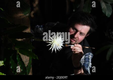 Glashaus Supervisor Alex Summers seltenen Amazonas Kaktus genannt Moonflower im Botanischen Garten der Universität Cambridge, wie es blüht für das, was Botaniker glauben, ist das erste Mal in Großbritannien. Experten hielten die ganze Woche über eine Nachtwache, damit sie die Blüte von Selenicereus wittii nicht vermissten - ein Ereignis, das bei Sonnenuntergang beginnt und durch Sonnenaufgang vorbei ist. Die Mondblume blühte tatsächlich früher am Samstagnachmittag um etwa 3pm, und der Garten sagte, es sei 28cm lang. Bilddatum: Samstag, 20. Februar 2021. Stockfoto