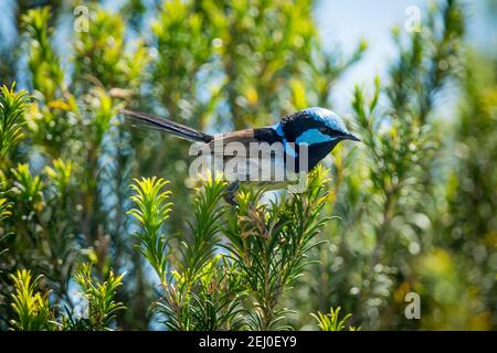 Männchen superb Fairy Wren (Malurus cyaneus), Marks Park, Mackenzies Point, Sydney, New South Wales, Australien. Stockfoto