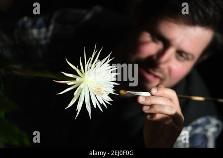 Glashaus Supervisor Alex Summers seltenen Amazonas Kaktus genannt Moonflower im Botanischen Garten der Universität Cambridge, wie es blüht für das, was Botaniker glauben, ist das erste Mal in Großbritannien. Experten hielten die ganze Woche über eine Nachtwache, damit sie die Blüte von Selenicereus wittii nicht vermissten - ein Ereignis, das bei Sonnenuntergang beginnt und durch Sonnenaufgang vorbei ist. Die Mondblume blühte tatsächlich früher am Samstagnachmittag um etwa 3pm, und der Garten sagte, es sei 28cm lang. Bilddatum: Samstag, 20. Februar 2021. Stockfoto