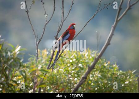 Crimson rosella (Platycercus elegans), Echo Point, New South Wales, Australien. Stockfoto