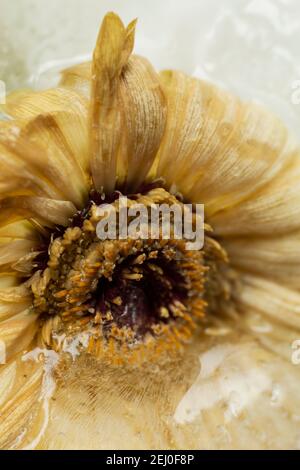 WA19253-00...WASHINGTON - Gerbera im gefrorenen Wasser fotografiert mit einem Lensbaby Velvet 85. Stockfoto