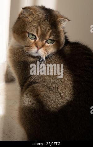 goldene schottische Faltenkatze mit grünen Augen Stockfoto