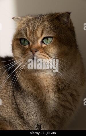 goldene schottische Faltenkatze mit grünen Augen Stockfoto