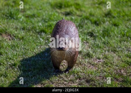 Europäische Otter, Lutra Lutra, auf dem britischen Land Stockfoto