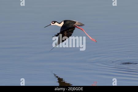 Schwarzhalsstelze (Himantopus mexicanus) beim Abheben vom Gezeitenmarsch, Galveston, Texas, USA. Stockfoto