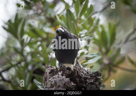 Pied currawong (Strepera graculina), Sublime Point, Blue Mountains, New South Wales, Australien. Stockfoto