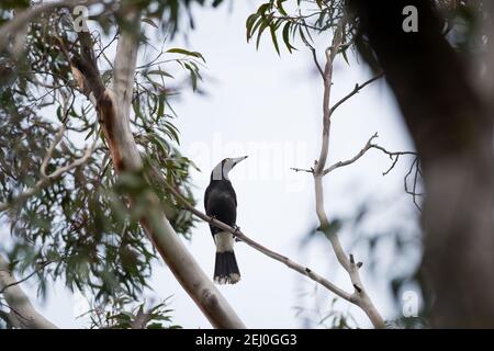 Pied currawong (Strepera graculina), Sublime Point, Blue Mountains, New South Wales, Australien. Stockfoto