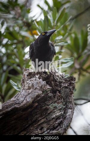 Pied currawong (Strepera graculina), Sublime Point, Blue Mountains, New South Wales, Australien. Stockfoto