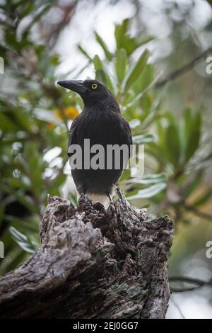 Pied currawong (Strepera graculina), Sublime Point, Blue Mountains, New South Wales, Australien. Stockfoto